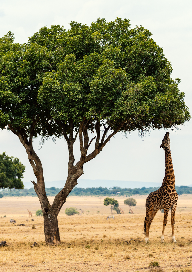 Africa