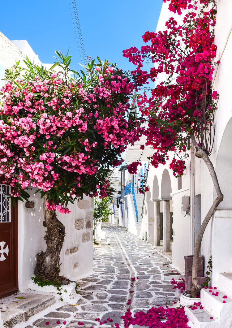 Mediterranean
